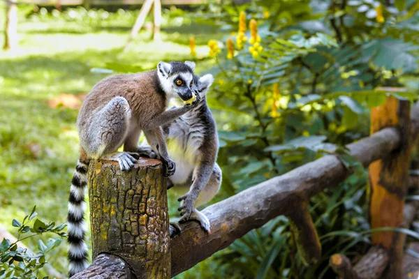 Küçük komik lemurlar dallarda oynarlar.