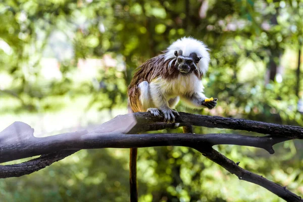 작고 웃긴 원숭이들 이 잔가지 위에서 먹고. — 스톡 사진
