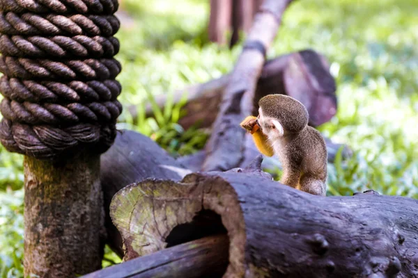 Küçük komik maymunlar ince dallarda yer.. — Stok fotoğraf