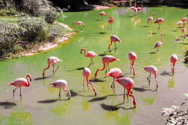 Hermoso rosa flamencos de pie en el mismo pie . — Foto de Stock