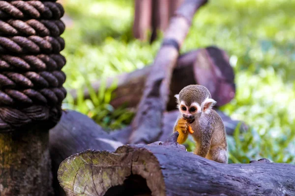 Pequeños monos divertidos comen en ramitas . — Foto de Stock