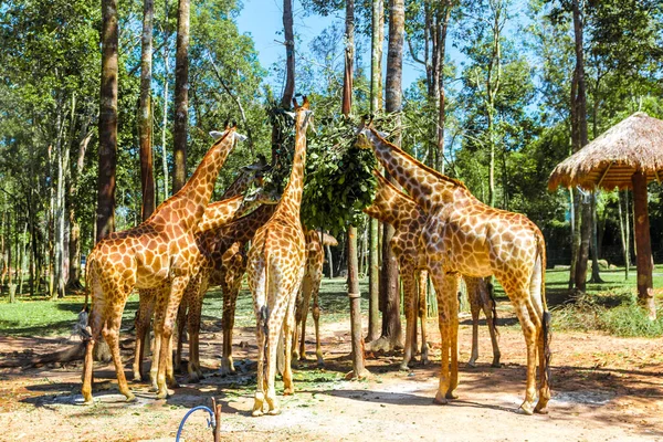 Girafa de pescoço longo, bela besta manchada, incrível . — Fotografia de Stock