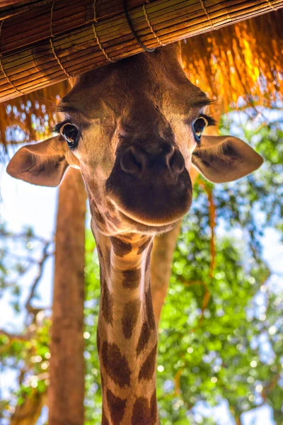 Uzun boyunlu zürafa, güzel benekli, inanılmaz canavar.. — Stok fotoğraf