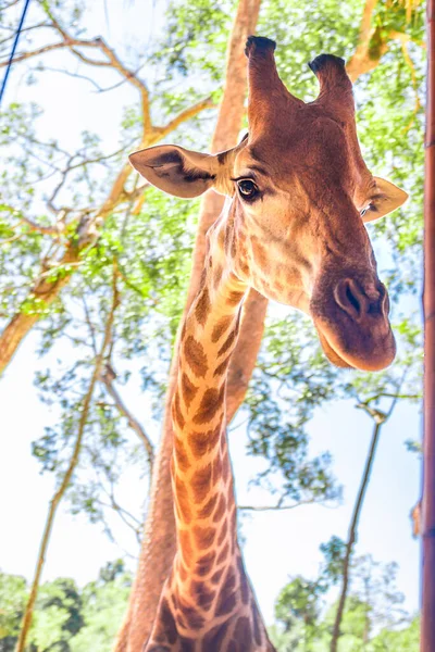Uzun boyunlu zürafa, güzel benekli, inanılmaz canavar.. — Stok fotoğraf