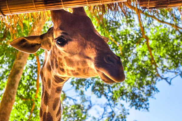 long-necked giraffe, beautiful spotted, amazing beast.