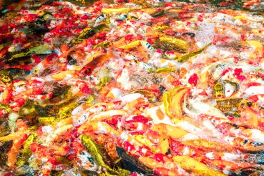 çok renkli koi balıkları mavi bir gölette yüzerler..