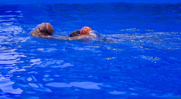 Un grand beau morse nage dans une piscine bleue avec une balle . — Photo