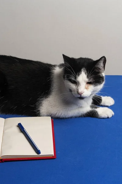 Gato blanco y negro escritorio azul con cuaderno y lapicero. Gato en reunion de negocios