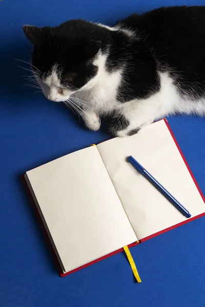Gato Blanco Negro Sobre Escritorio Azul Con Cuaderno Lapicero Gato — Foto de Stock