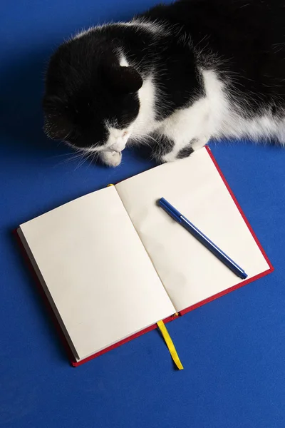 Gato Blanco Negro Escritorio Azul Con Cuaderno Lapicero Gato Reunion — Stok fotoğraf