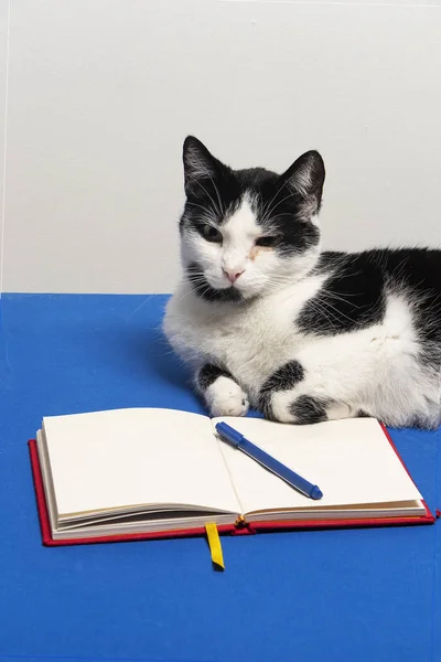 Gato Blanco Negro Sobre Escritorio Azul Con Cuaderno Lapicero Gato — Foto de Stock