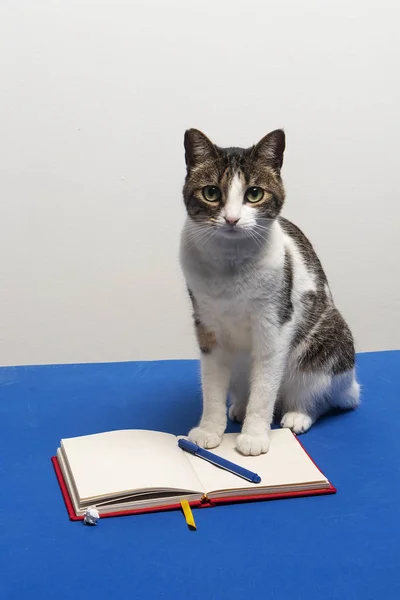 Gato sobre mesa azul con cuaderno y lapicero, mirando hacia la camara. Gato de oficina en reunion, felina parada sobre el cuaderno
