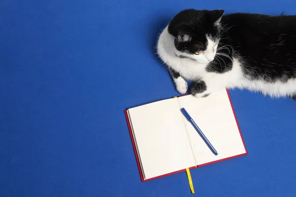 Gato blanco y negro escritorio azul con cuaderno y lapicero. Gato en reunion de negocios