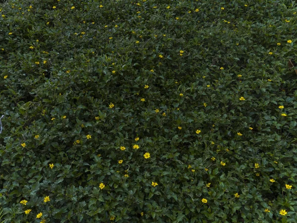 Pradera Hierba Verde Con Pequeas Flores Amarillas Vista Desde Arriba — 图库照片