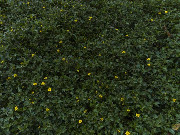 Pradera Hierba Verde Con Pequeñas Flores Amarillas Vista Desde Arriba — Foto de Stock