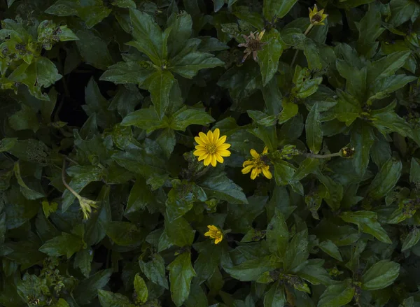 Flor Silvestre Amarilla Crece Arbusto Verde Muy Pocas Flores Soledad — Foto de Stock