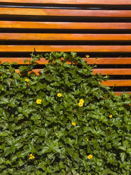 Pared Listones Madera Con Plantas Silvestres Flores Amarillas Enredndose Entre — Foto de Stock