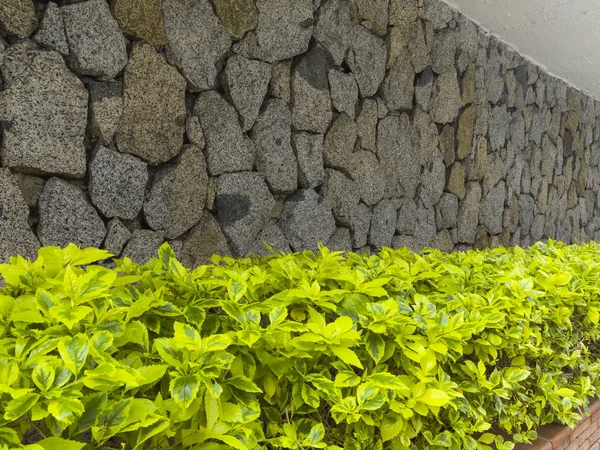 Jardinera Verde Delante Pared Piedra Maceta Ladrillo Arquitectura Colombiana — Foto de Stock