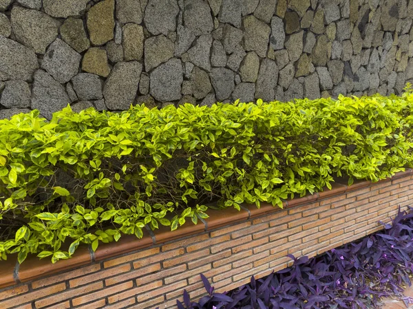 Jardinera Verde Delante Pared Piedra Maceta Ladrillo Arquitectura Colombiana — Foto de Stock