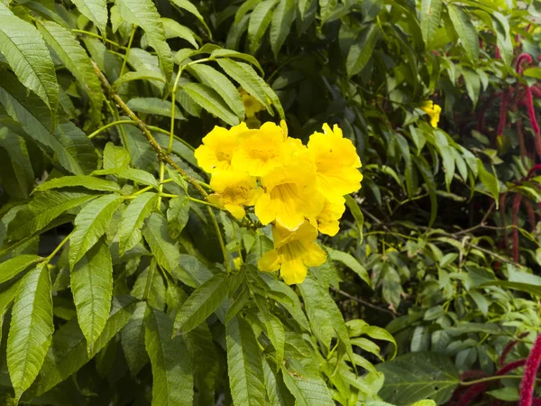 Flores Amarillas Parte Baja Arbol Grupo Como Ramillete Para Primavera — Stockfoto