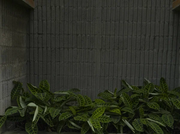 Pared Ladrillo Con Plantas Una Jardinera Con Hojas Verdes — 图库照片