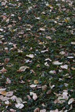 Hojas secas sobre la grama avisando la llegada del otoo