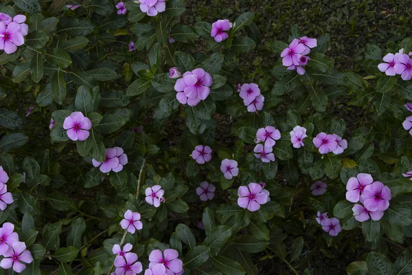 Flores Moradas Arbusto Con Hojas Verdes — Stockfoto