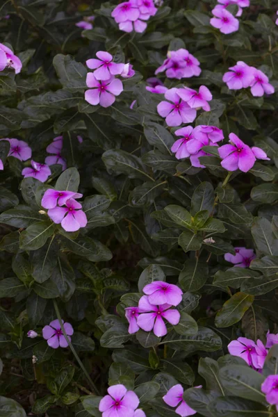 Flores Moradas Arbusto Con Hojas Verdes — Stockfoto