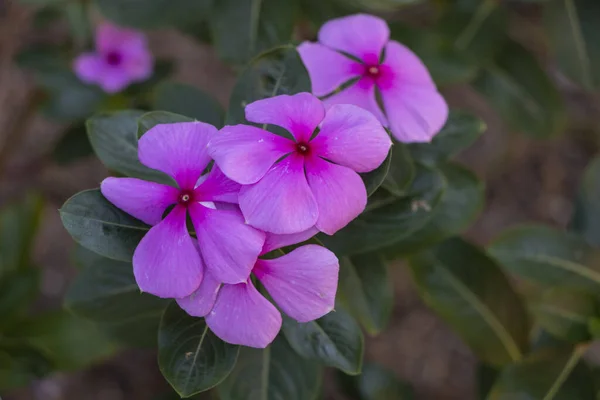 Flores Moradas Arbusto Con Hojas Verdes — Stockfoto