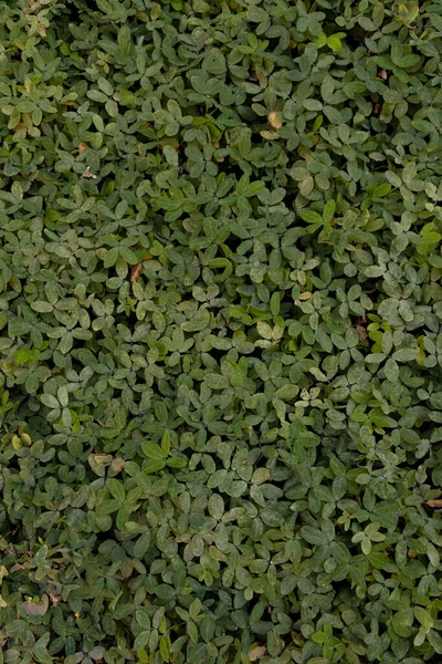 Hierba Verde Con Pequeñas Hojas Diferentes Tonos Naturaleza Retrocede Despojo — Foto de Stock