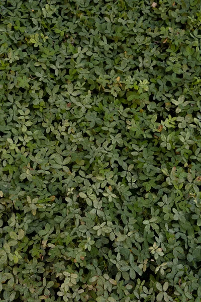Hierba verde con pequeas hojas de diferentes tonos. La naturaleza pişmanlığı del encierro