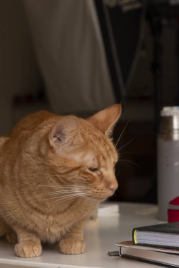 Ben Blanca esperando para cazar con los ojos amarillos abiertos