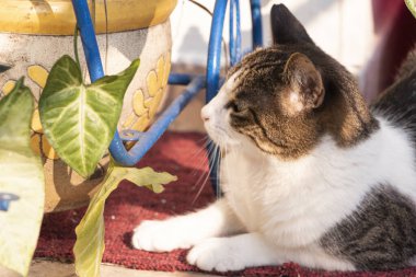 Gato al sol jugando con las plantas del balcn sobre un tapete rojo durante la cuarentena