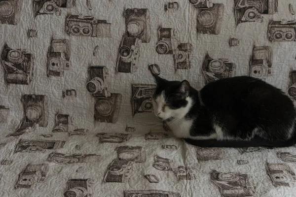 Gato Blanco Negro Durmiendo Sofa Con Tela Camaras Fffabgrficas Estampadas — стоковое фото