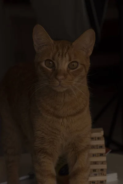 Gato amarillo jugando debajo de una mesa mientras se queda en casa durante la cuarentena con ojos amarillos bien abiertos