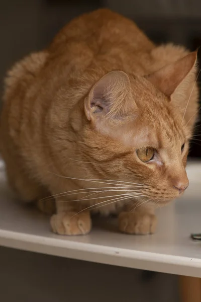 Gato Adulto Naranja Sobre Mesa Blanca Esperando Para Cazar Con — Foto de Stock