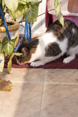 Gato jugando con las plantas en el balcn de la casa con un tapete rojo y piso de cermica