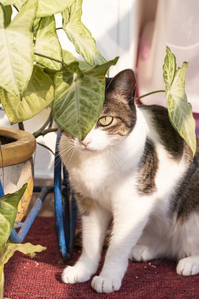 Gato Con Mirada Mal Encubrimiento Disminuye Las Plantas Del Bálsamo — Foto de Stock