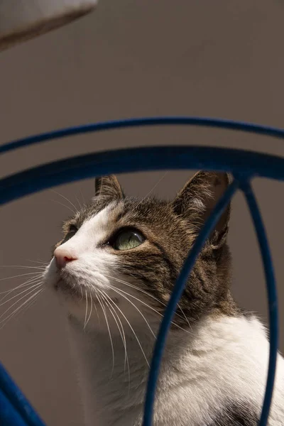 Gato Detras Una Rueda Azul Mirando Hacia Sol Cazando Tarde — Foto de Stock