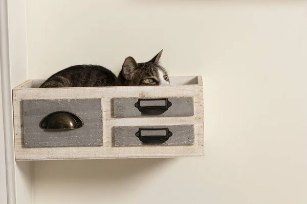 Gato Durmiendo Cajon Decativo Pegado Felino Cuarentena Durmiendo Caja — Stok fotoğraf