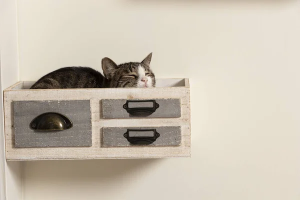 Gato Durmiendo Cajon Decativo Pegado Felino Cuarentena Durmiendo Caja — Stok fotoğraf