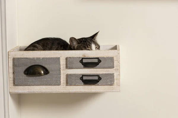 Gato Durmiendo Cajon Decativo Pegado Felino Cuarentena Durmiendo Caja — Stok fotoğraf