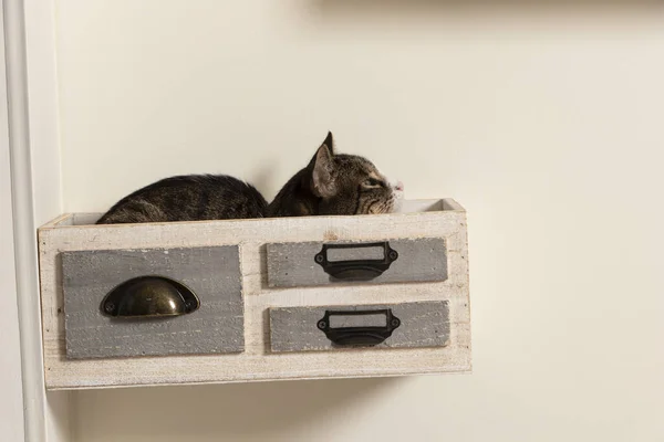 Gato Durmiendo Cajon Decativo Pegado Felino Cuarentena Durmiendo Caja — Stok fotoğraf