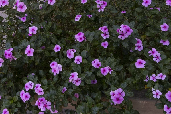 Flores moradas en arbusto con hojas verdes. u2014 flores tropicales 