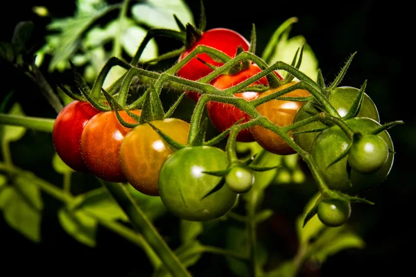 Multicolor tomatos on the same branche — Stock Photo, Image