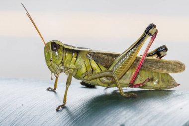 grasshopper with red legs on a surface clipart