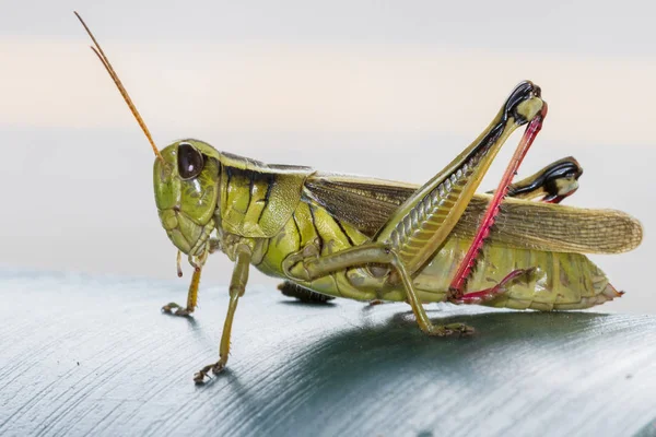 Saltamontes Con Patas Rojas Una Superficie Fotos De Stock