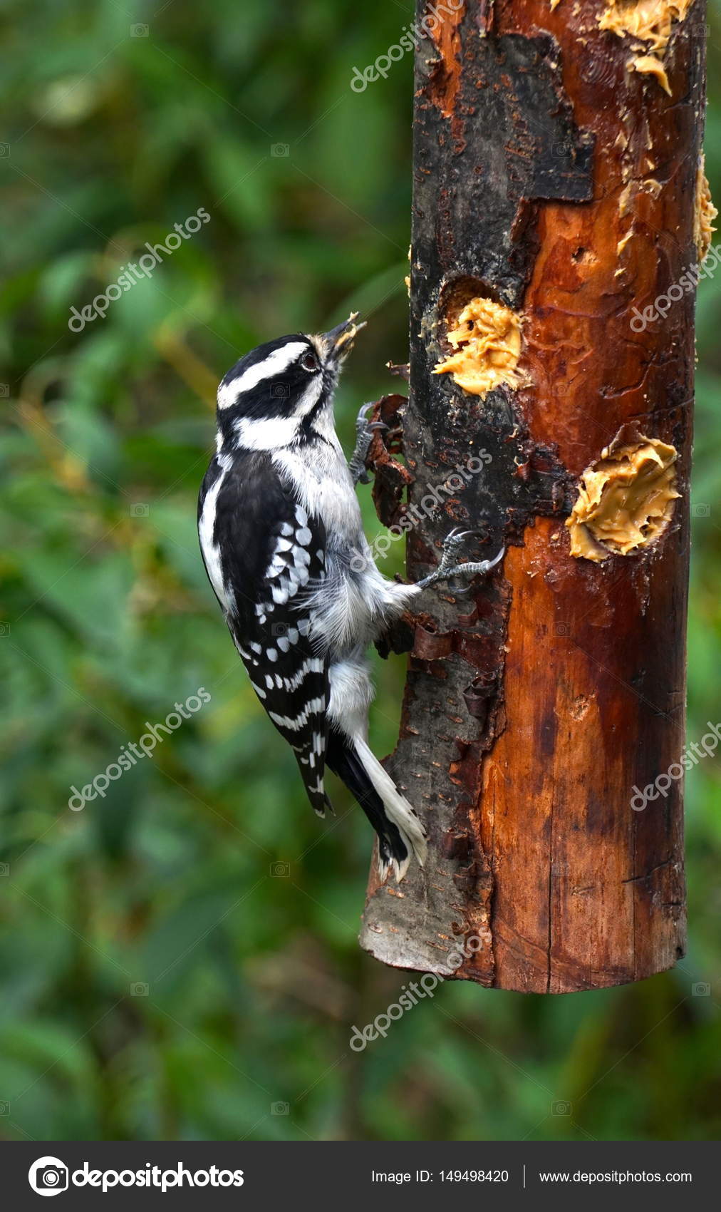 Pic Mineur Sur La Mangeoire à Oiseaux Photographie