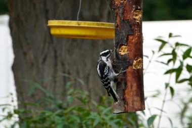 Besleyici üzerinde Downy ağaçkakan
