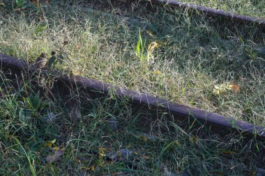 Terk edilmiş büyümüş tren yolu